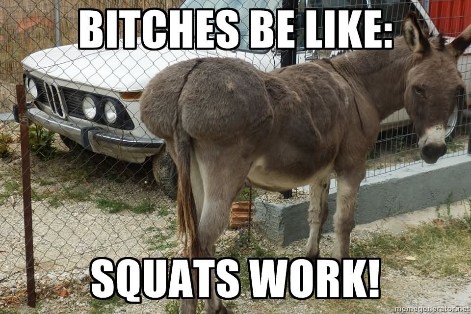 Funny Donkey Meme Squats Work Picture