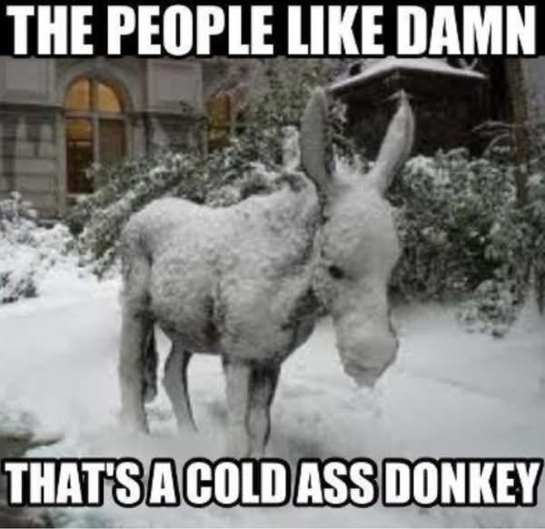 Funny Donkey Meme The People Like Damn Image