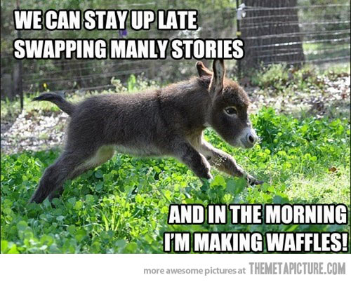 Funny Donkey Meme We Can Stay Up Late Photo