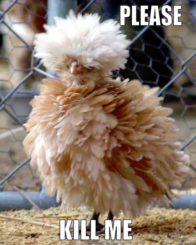 Funny Frizzle Chicken Meme Image