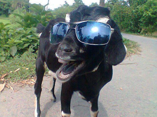 Funny Goat In Sun Glasses And Smiling Face Meme
