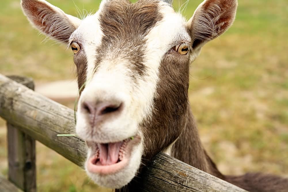 Funny Goat Laughing Without Teeth