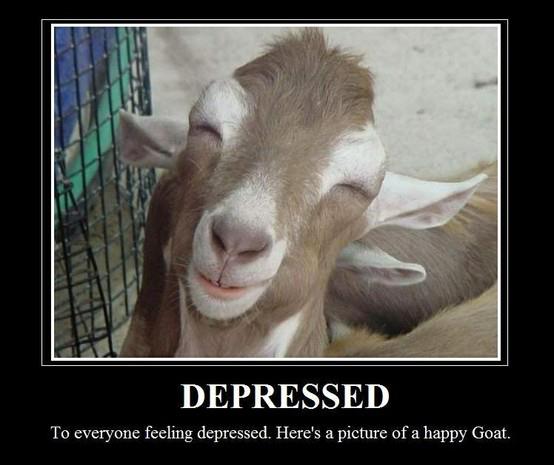 Funny Goat Meme Depressed Poster