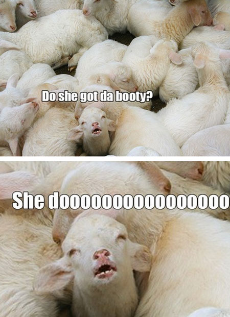 Funny Goat Meme Do She Goat Da Booty