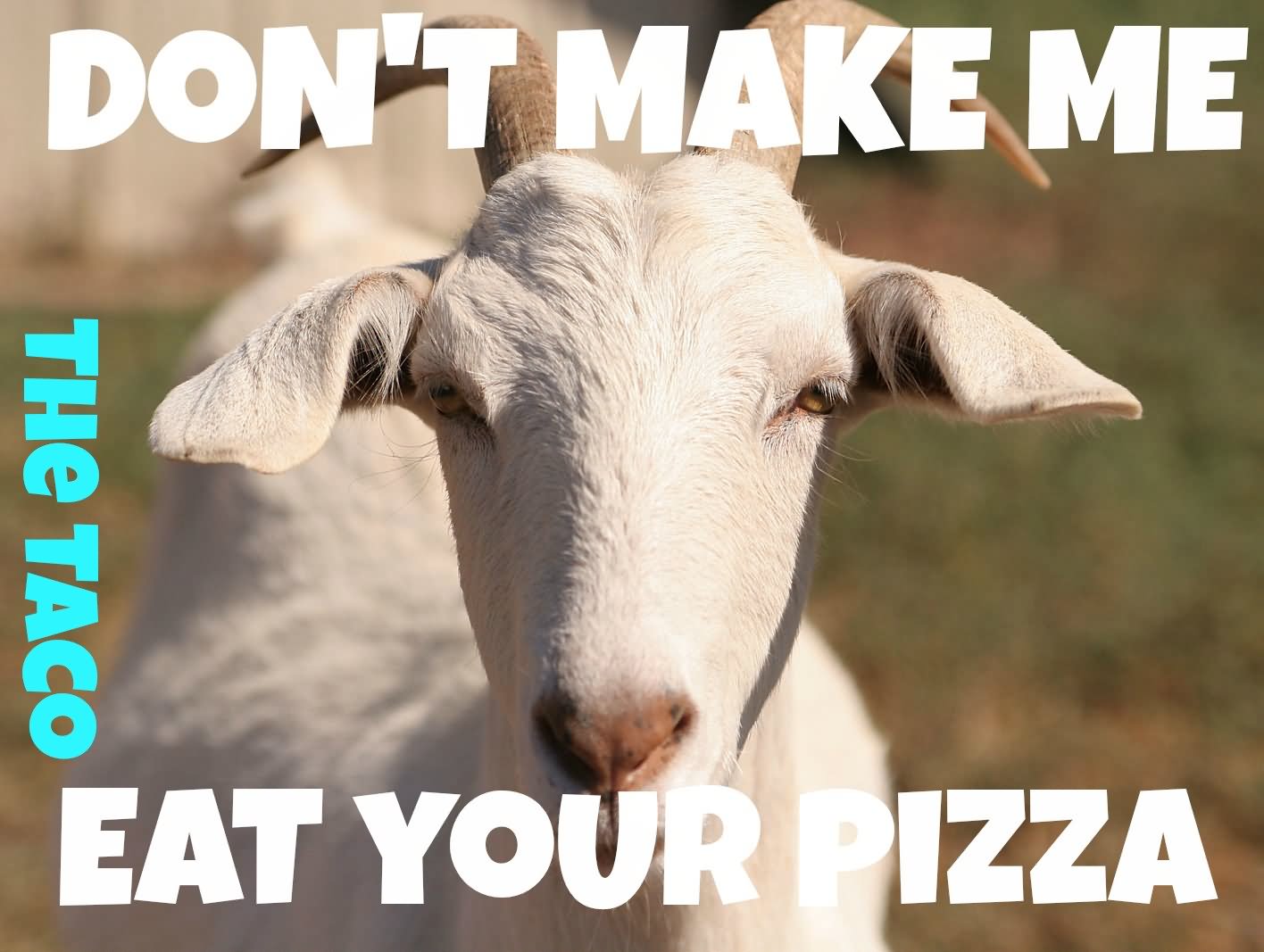 Funny Goat Meme Don't Make Me Eat Your Pizza Image