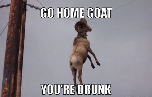 Funny Goat Meme Go Home Goat You Are Drunk Picture For Whatsapp