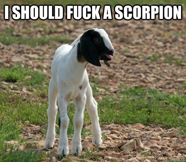 Funny Goat Meme I Should Fuck A Scorpion Image
