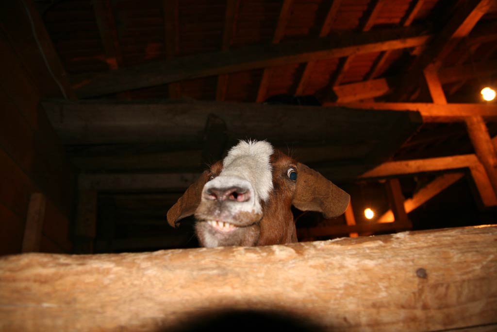 Funny Goat Scared Face Picture