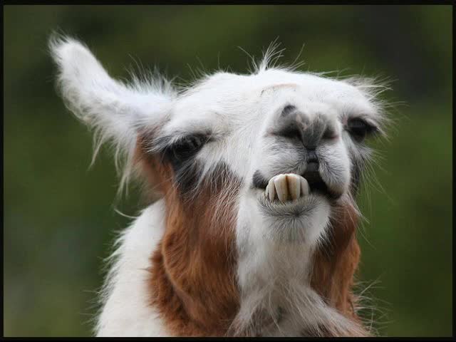 Funny Goat Showing Teeth Closeup Face Image