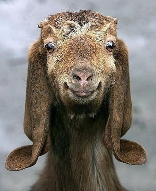 Funny Goat Smiley Face Picture