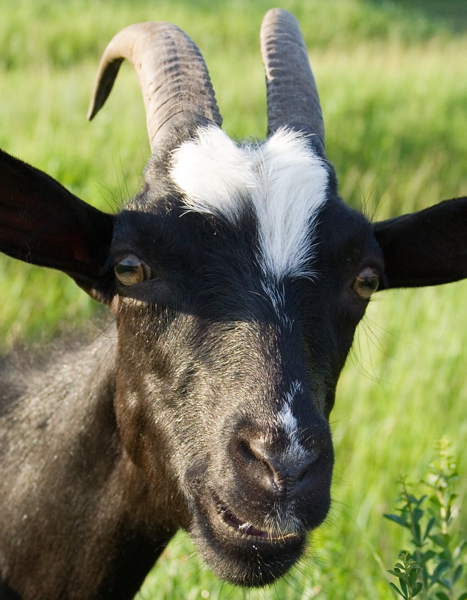 Funny Goat With Sadness Face
