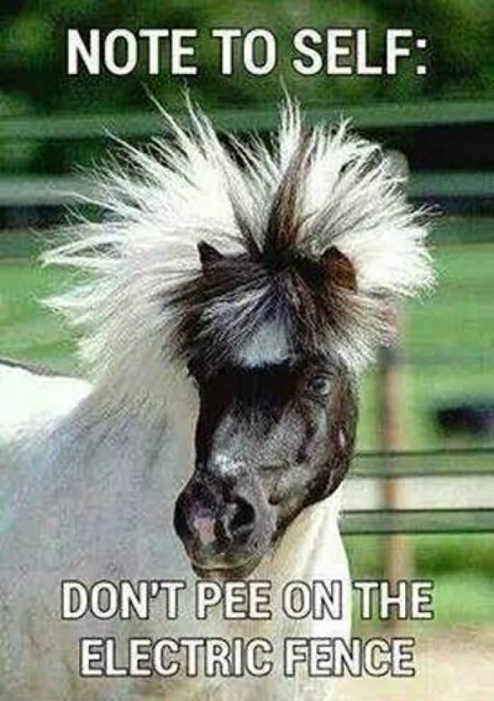 Funny Horse Meme Don't Pee On The Electric Fence Image