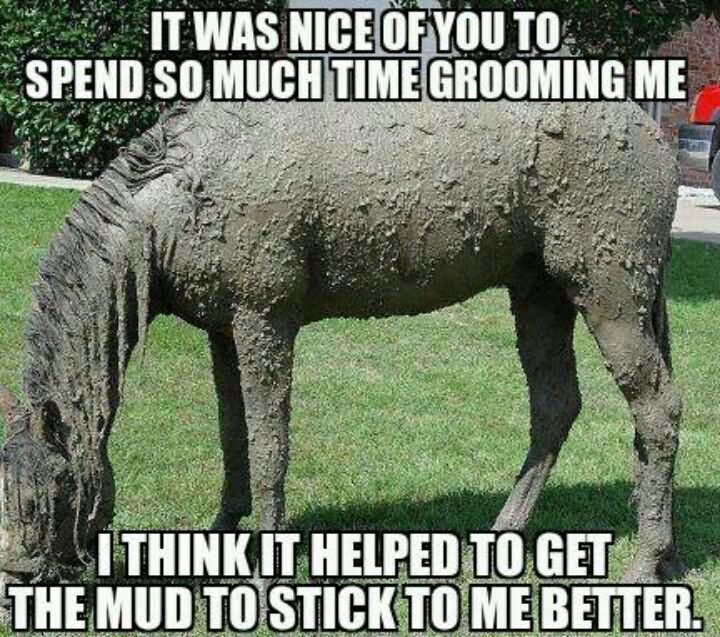 Funny Horse Meme I Think It Helped To Get The Mud To stick To Me Better