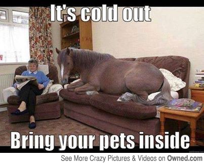 Funny Horse Meme It's Cold Out Bring Your Pets Inside Picture