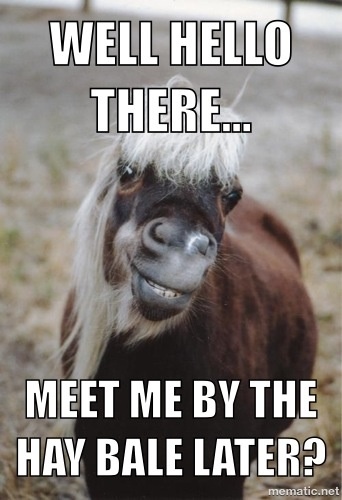 Funny Horse Meme Well Hello There Picture