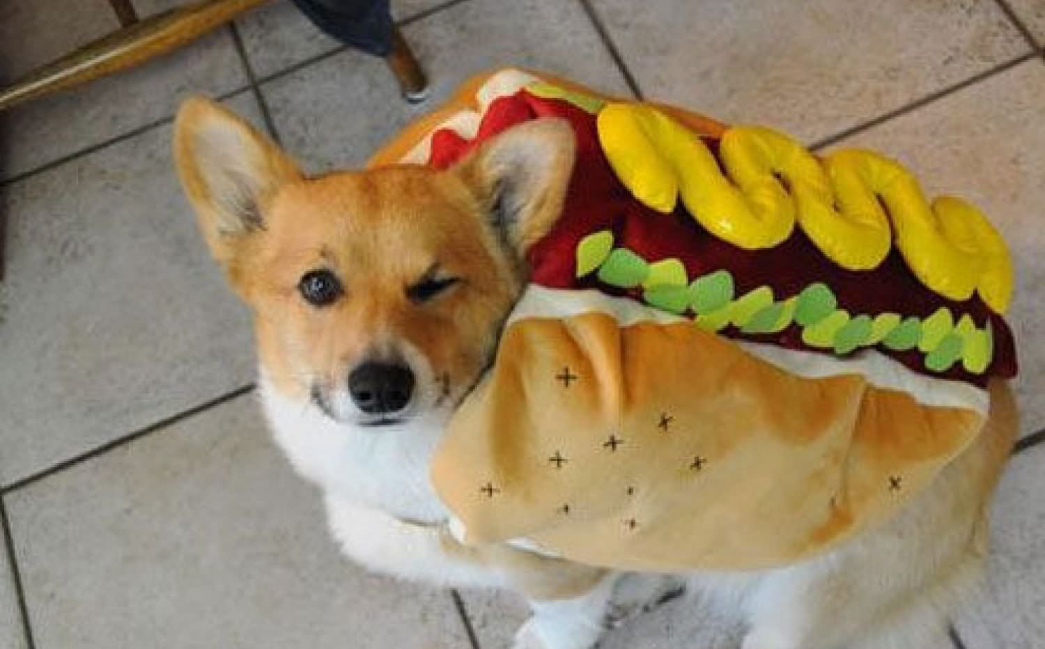 Funny Hot Dog Costume For Pets