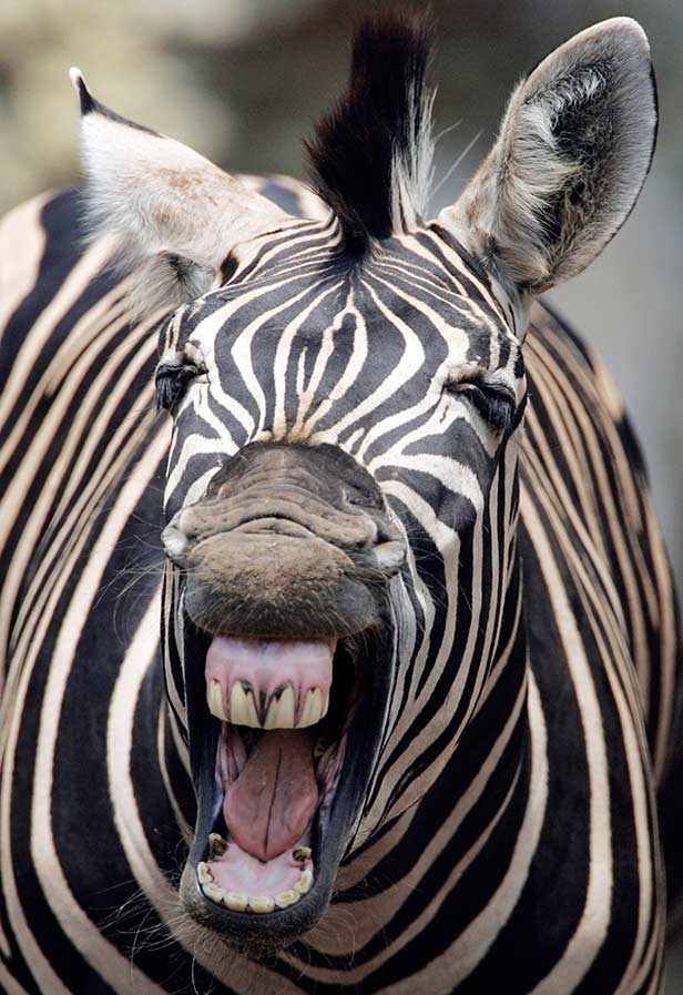 Funny Laughing Zebra Face Picture