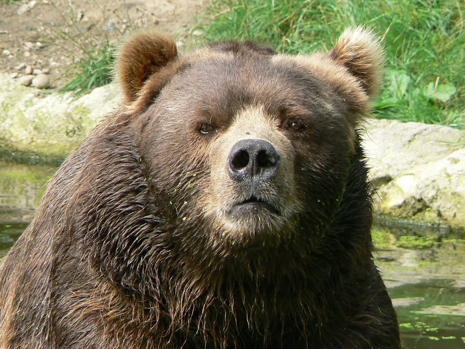 Funny Looking Bear Face Picture