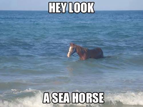 Funny Meme Hey Look A Sea Horse