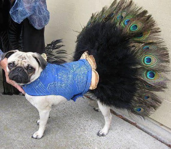 Funny Pet In Peacock Costume Image