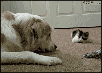 Funny Pet Kitten Attack On Dog Gif