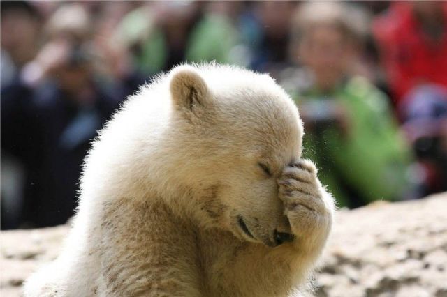 Funny Polar Bear Shy Face Picture