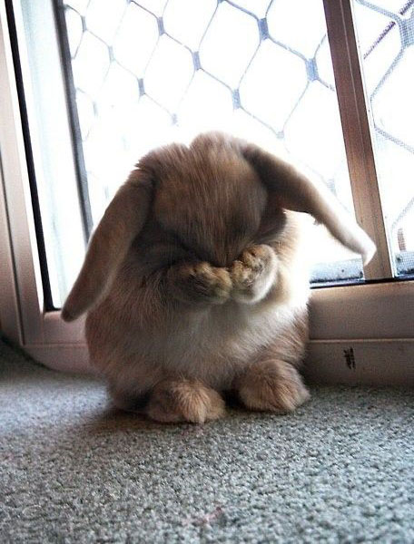 Funny Rabbit Covering Face With Hands Image