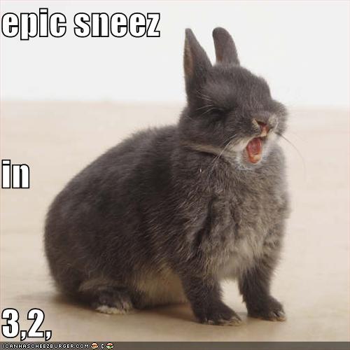 Funny Rabbit Laughing Face Image
