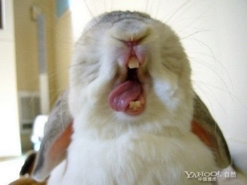 Funny Rabbit Laughing Face Picture