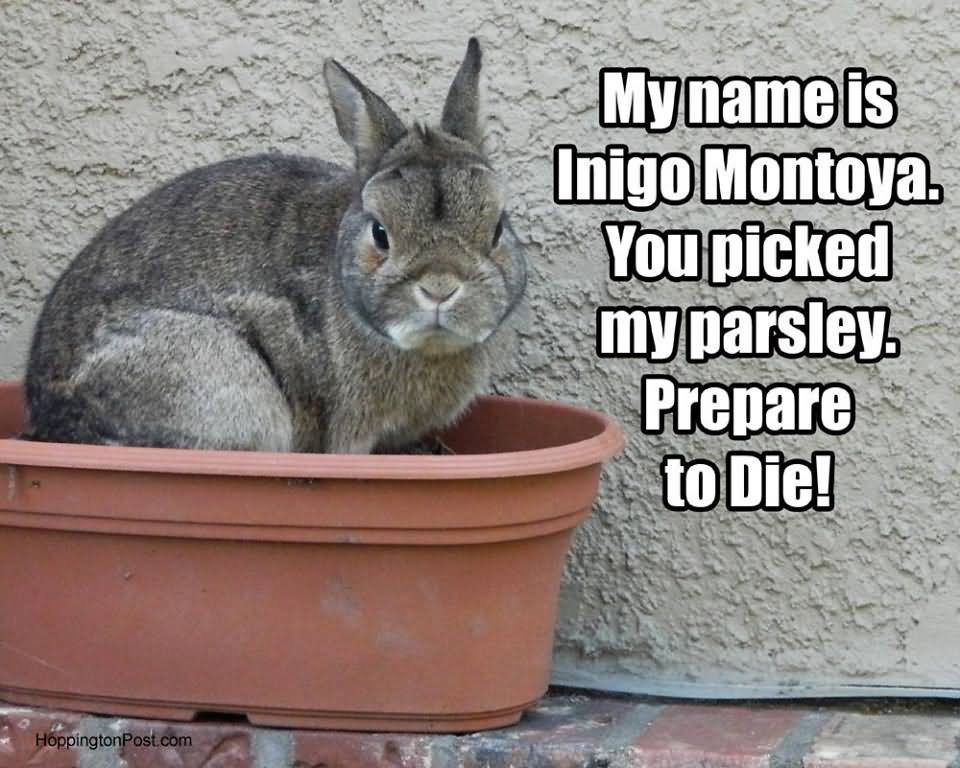 Funny Rabbit Meme My Name Is Inigo Montoya You Picked Picture