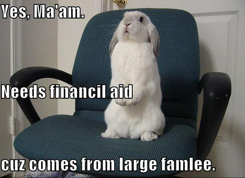 Funny Rabbit Meme Needs Financil Aid Cuz comes From Large Famlee Image