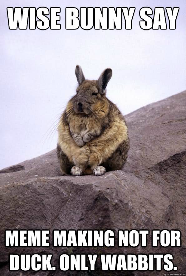 Funny Rabbit Meme Wise Bunny Say Image