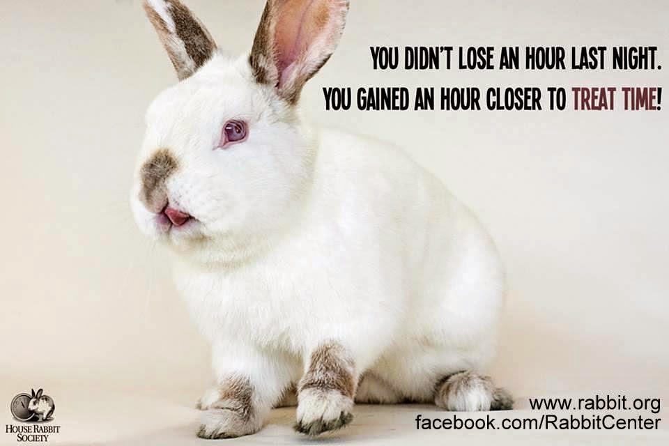 Funny Rabbit You Didn't Lose Hour Last Night Image