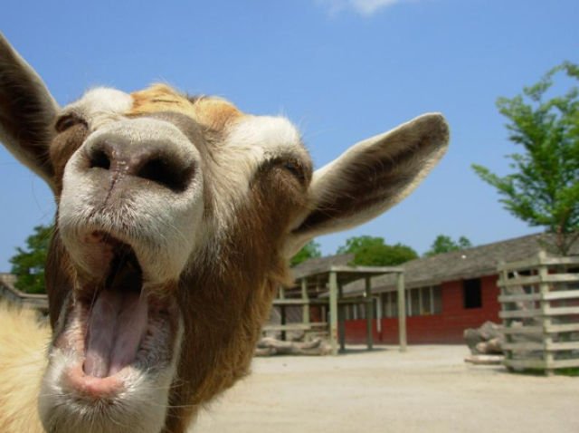 Funny Screaming Goat Closeup Face Photo