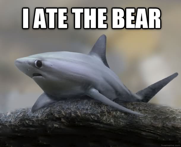 Funny Shark Meme I Ate The Bear Picture