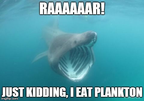 Funny Shark Meme Just Kidding I Eat Plankton Image