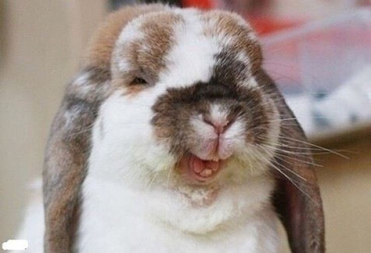 Funny Smiling Face Rabbit Image