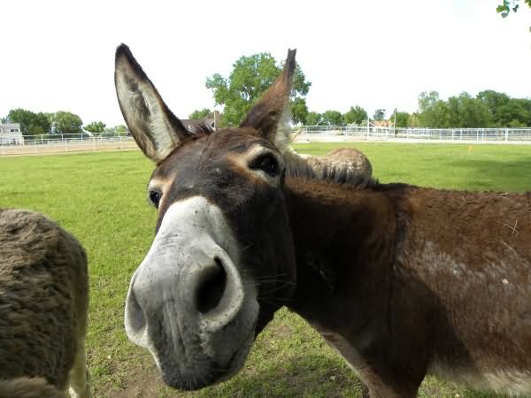 Funny Weird Looking Donkey Face Photo