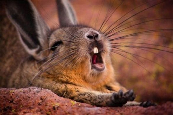 Funny Yawning Rabbit Face Picture