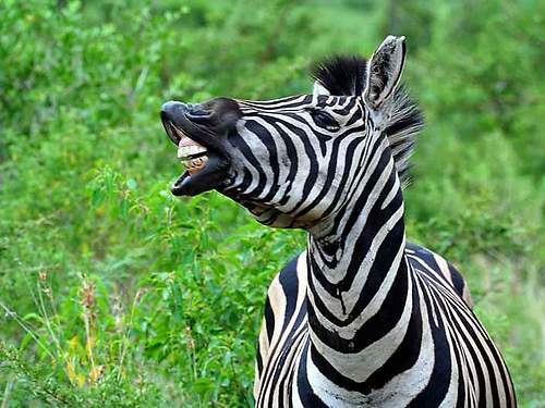 Funny Zebra Face With Big Smile Image