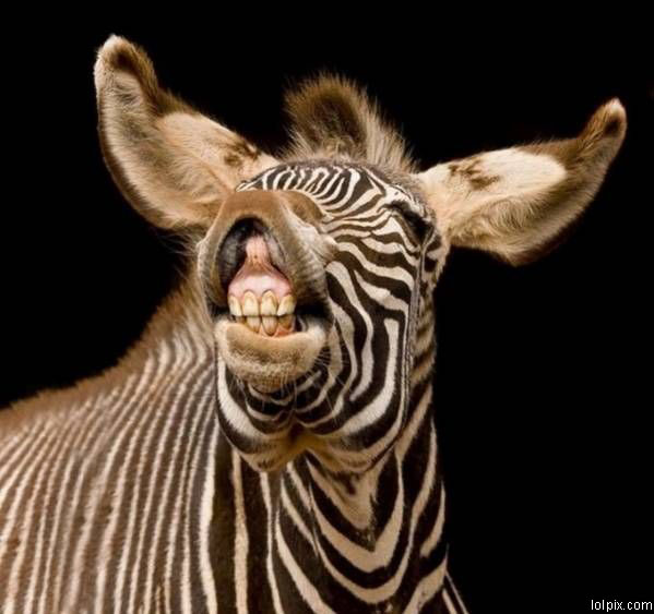 Funny Zebra Smile Face Picture