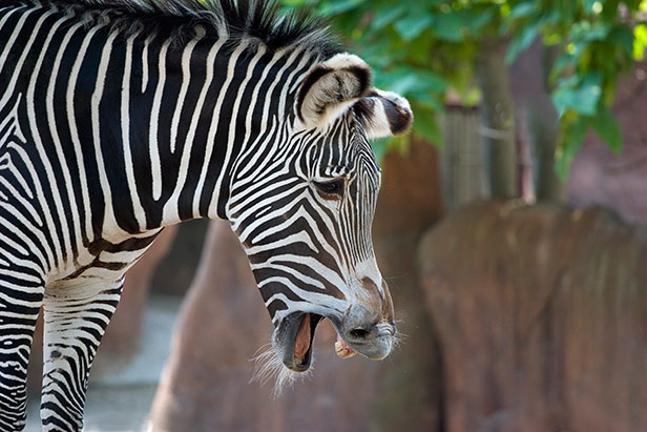 Funny Zebra Laughing Face Picture