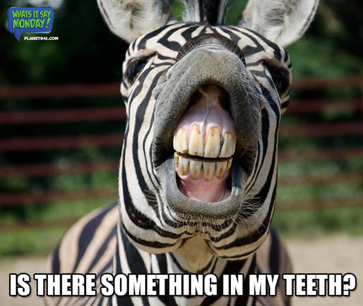 Funny Zebra Meme Is There Something In My Teeth Image