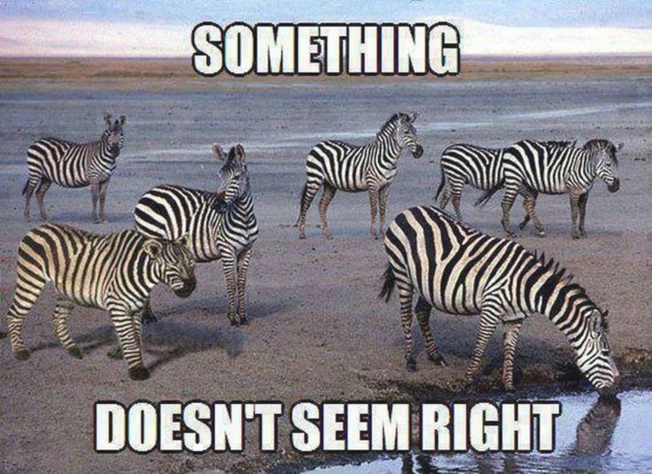 Funny Zebra Meme Something Doesn't Seem Right Image