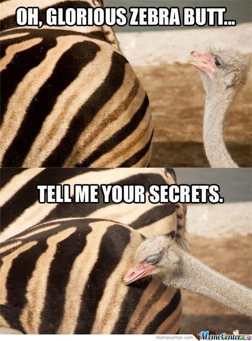 Funny Zebra Meme Tell Me Your Secret Picture