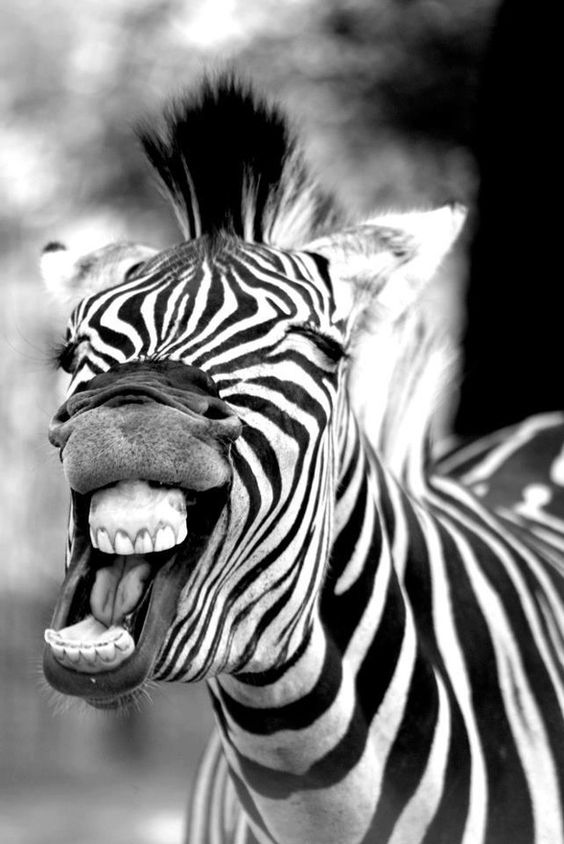 Funny Zebra Screaming Face Picture
