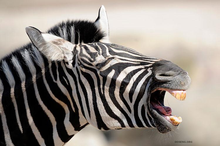 Funny Zebra Yawning Face Photo