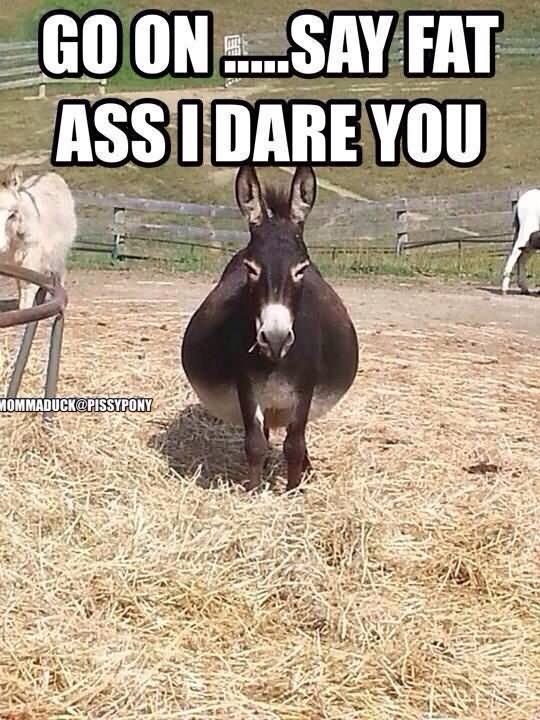 Go On Say Fat Ass I Dare You Funny Donkey Meme Image
