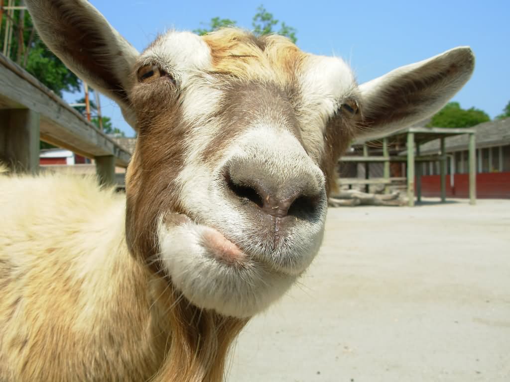 Goat Closeup Face Funny Image