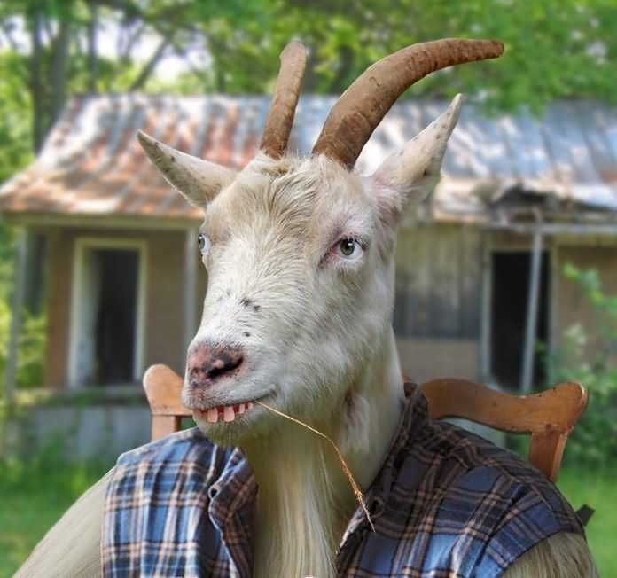 Goat In Human Dress With Funny Face Picture